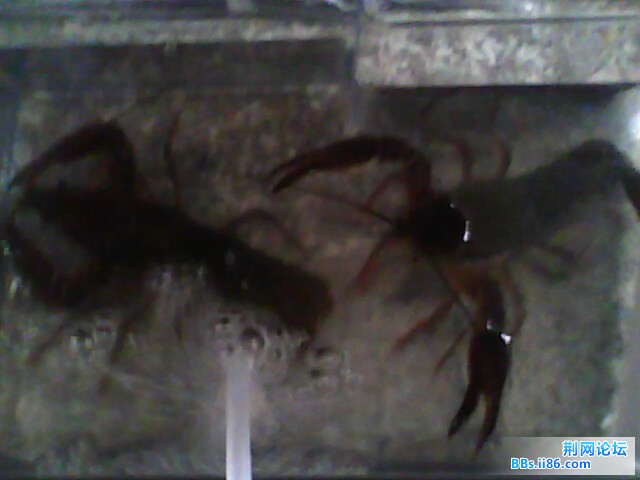 IMG0478A.jpg