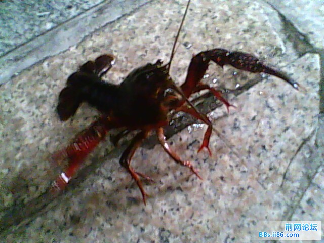 IMG0480A.jpg