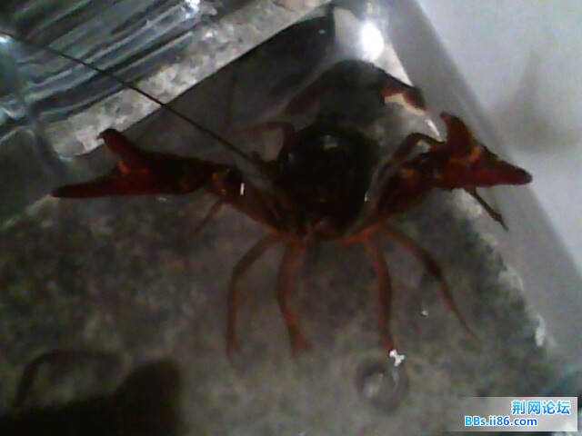 IMG0479A.jpg