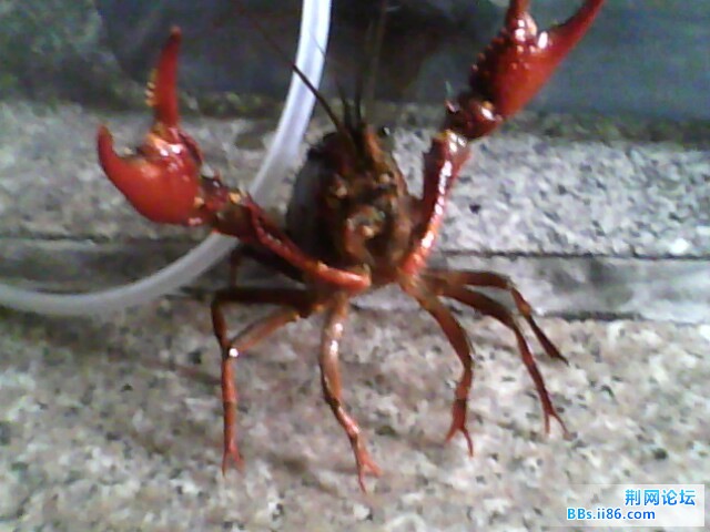 IMG0481A.jpg