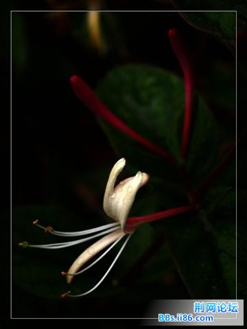 金银花他.jpg