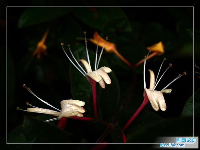 金银花过负荷.jpg