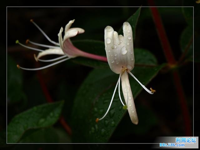 金银花.jpg