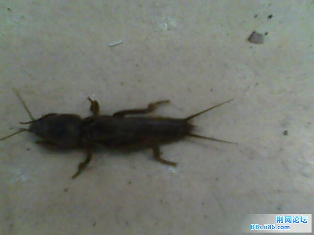 IMG0500A.jpg
