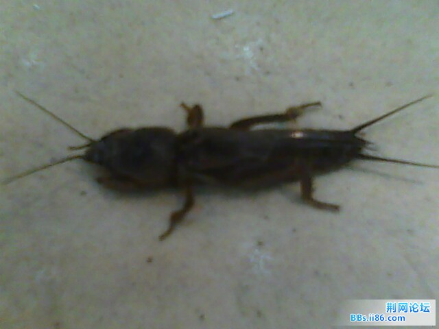 IMG0501A.jpg