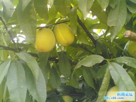 20090601(012).jpg
