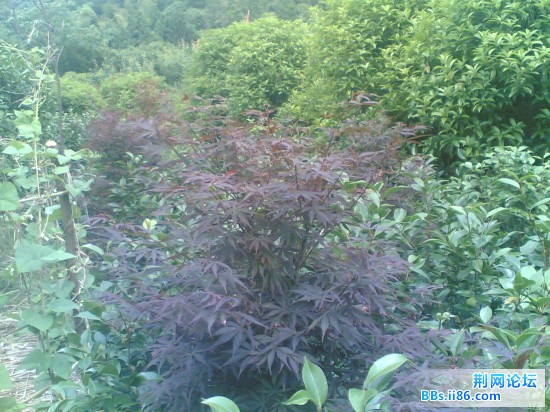 20090601(024).jpg