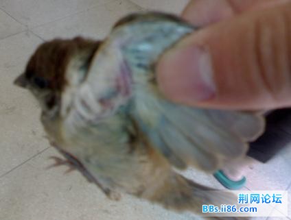 失传绝技：擒鸟手.jpg