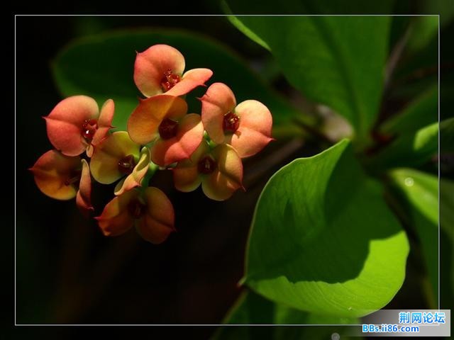 麒麟花.jpg