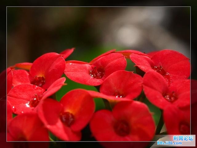 麒麟花1.jpg