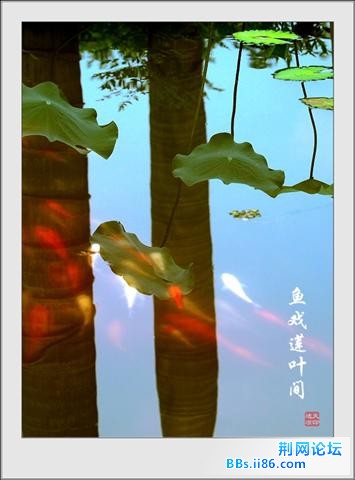 鱼戏莲叶间1.jpg