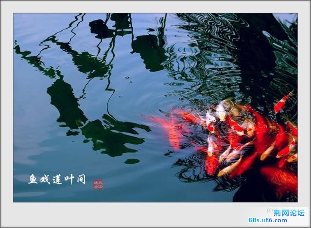 鱼戏莲叶间4.jpg
