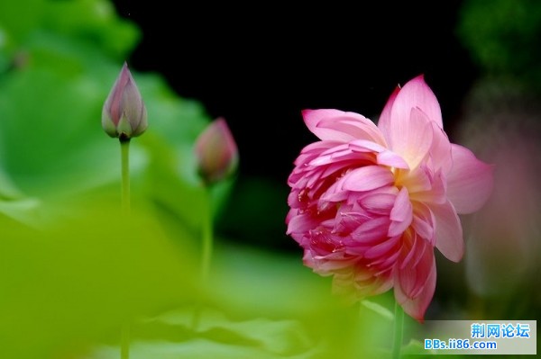 荷花有梦5.jpg