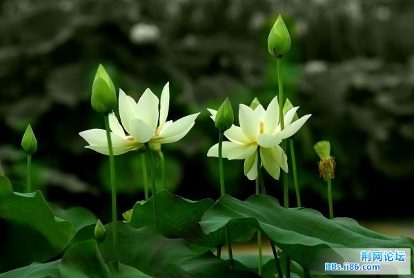 荷花有梦1.jpg