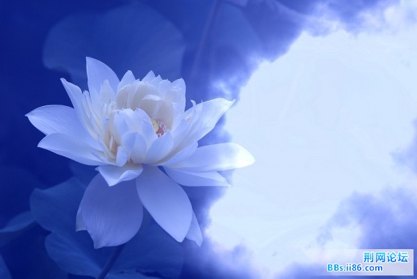 荷花有梦.jpg
