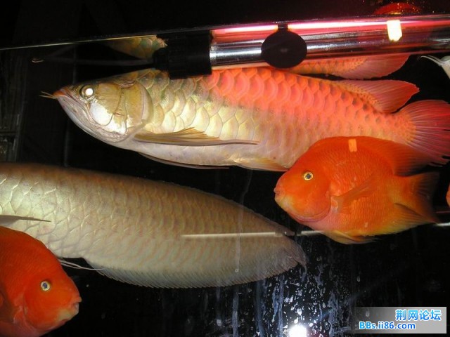 P1010013.JPG
