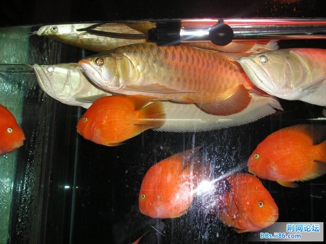 P1010011.JPG