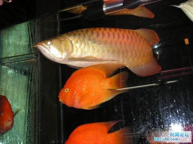 P1010012.JPG
