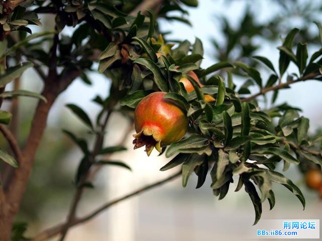 20090730_721307c7b31dd10d77a7z4pM84jU4a5v.jpg