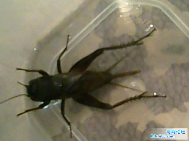 IMG0599A.jpg
