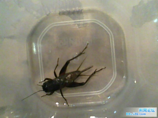 IMG0597A.jpg