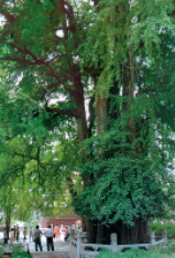 yinxin.jpg