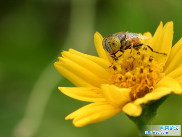蚜蜂_7436.jpg