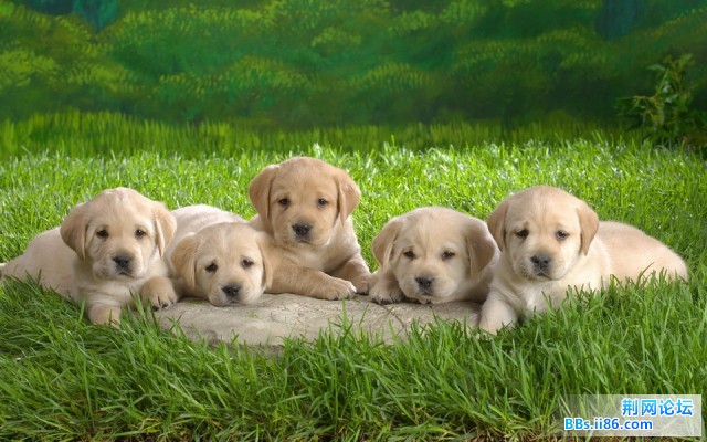 1920DOG_7001_调整大小.jpg