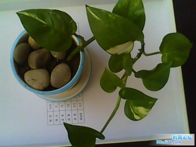 IMG0625A.jpg