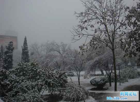 被雪覆盖的树木.jpg