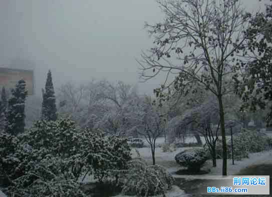 被雪覆盖的树木11.jpg