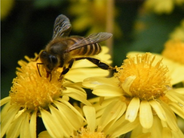 小蜜蜂DSCF5221.JPG