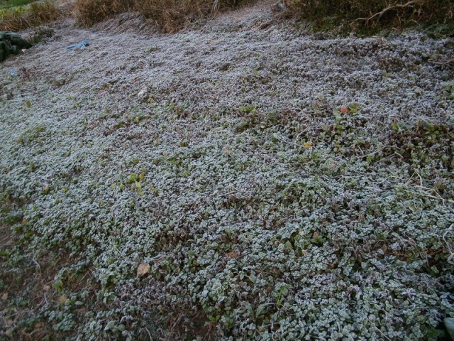 草地上的霜DSCF7999.JPG