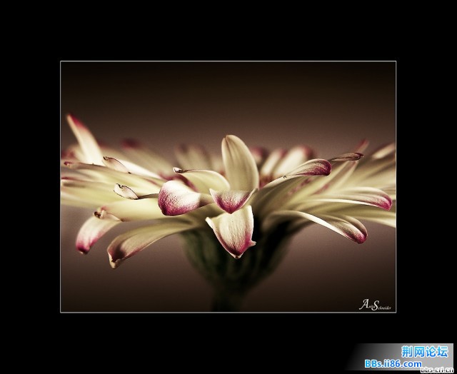 354_276906_5bbeb04fb385df9.jpg