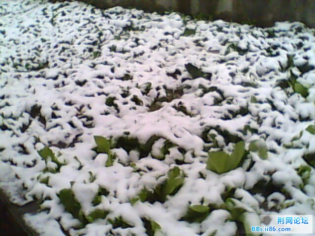 IMG0733A.jpg