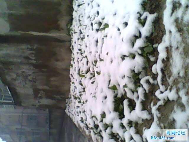 IMG0732A.jpg