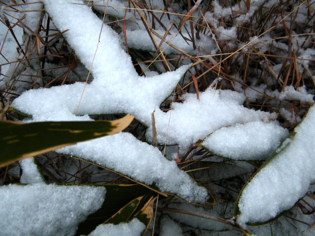 雪DSCF9718.JPG