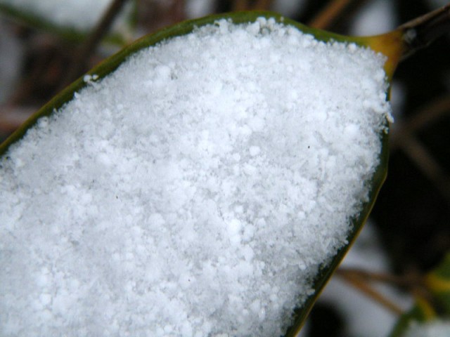 雪DSCF9721.JPG