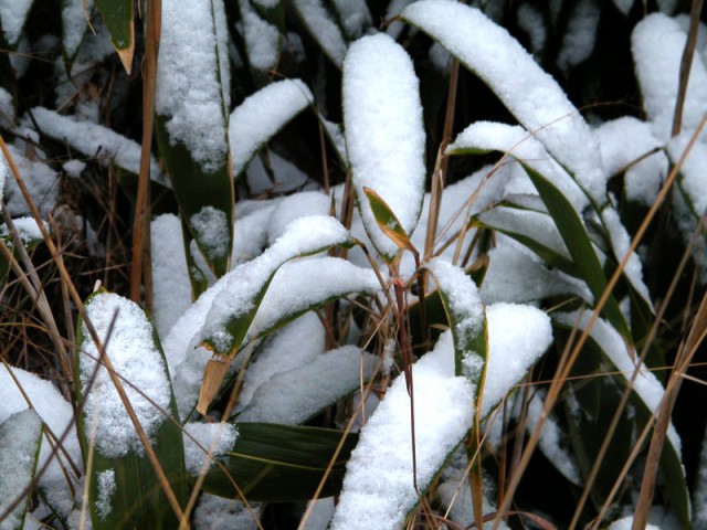 雪DSCF9722.JPG