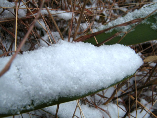 雪DSCF9719.JPG