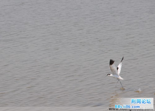 黄河岛鸟儿乐园2.jpg