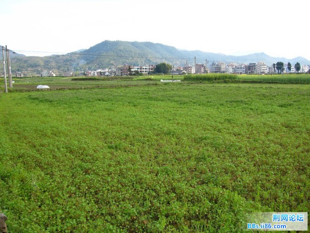 田野