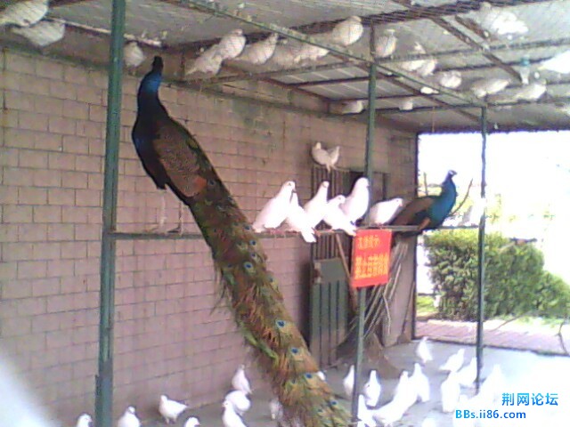 IMG0791A.jpg