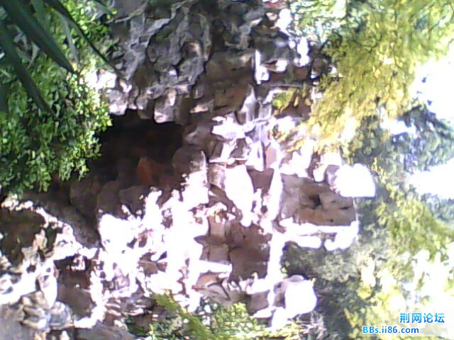 IMG0788A.jpg