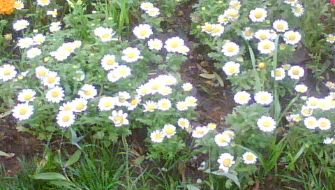 DSC00210.JPG