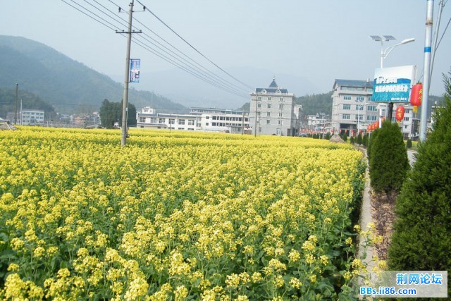 镇安乡油菜花组照20100312－4(石坦村办公前的油菜)（DSCF1322）.JPG