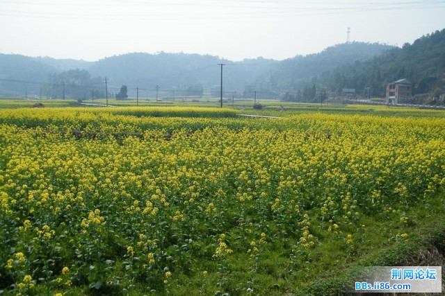 镇安乡油菜花组照20100312－5(石坦至岙里的油菜)（DSCF1265）.JPG