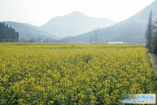 镇安乡油菜花组照20100312－3(吕岙至盘黄村的油菜花)（DSCF1206）.JPG