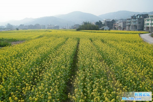 镇安乡油菜花组照20100312－2(砍头村的油菜花)（DSCF1333）.JPG