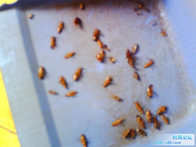 IMG0211A.jpg